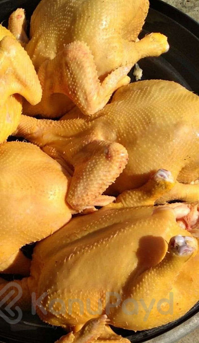 Куры свежие Грозный - изображение 1