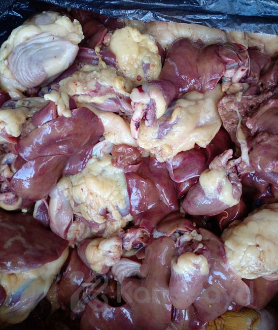 Куры свежие Грозный - изображение 3